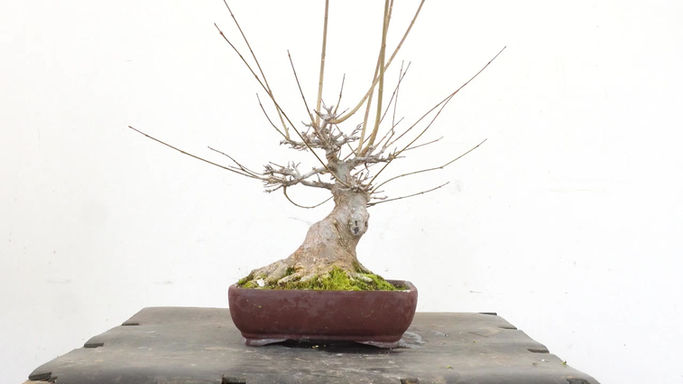 Kaede Shohin size - Step 1